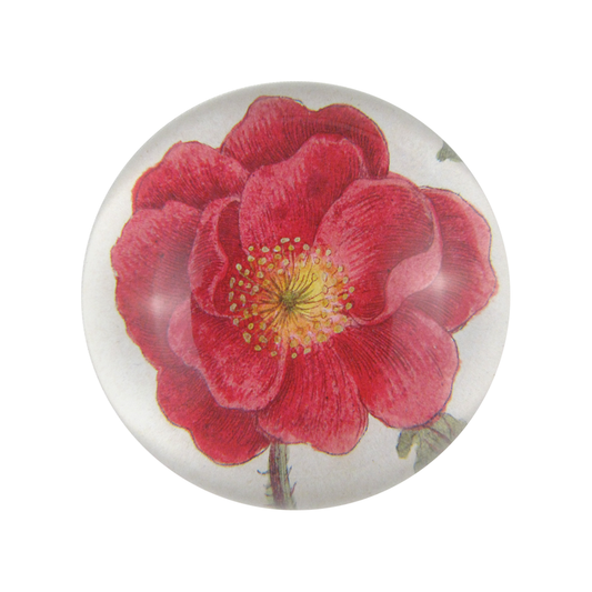 Rosa Rubra Dome Paperweight