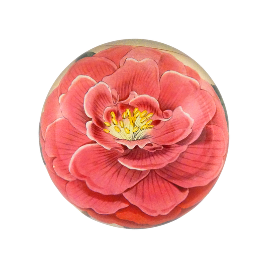 Camellia Dome Paperweight