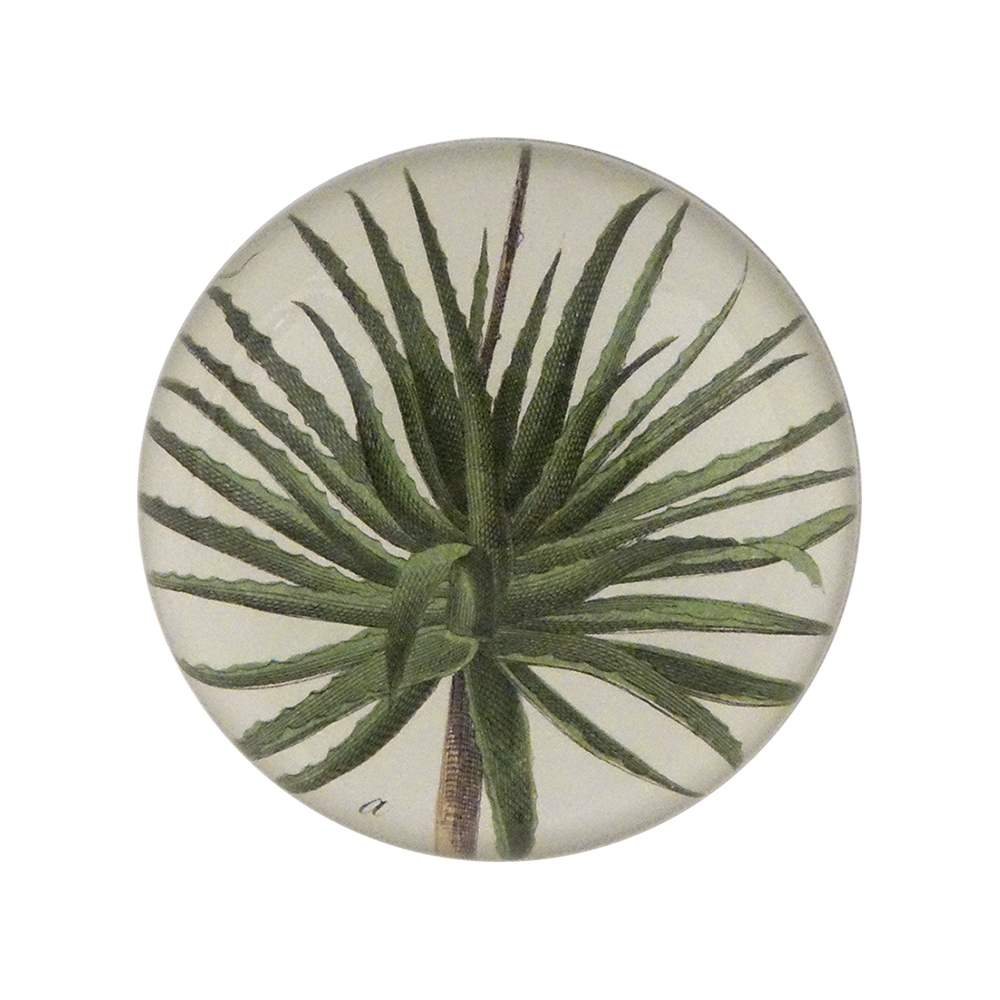 Aloe Detail Dome Paperweight
