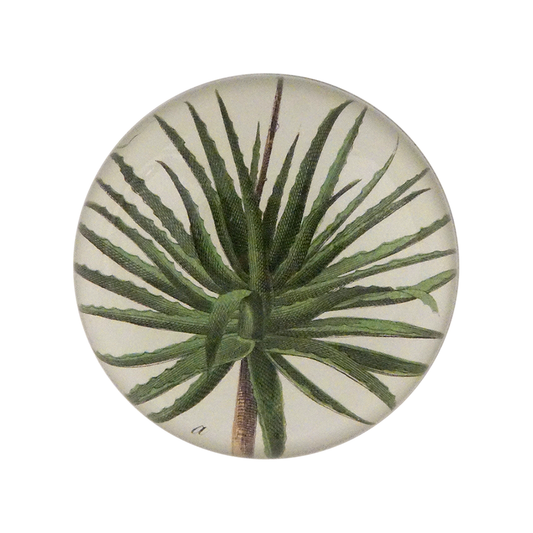 Aloe Detail Dome Paperweight