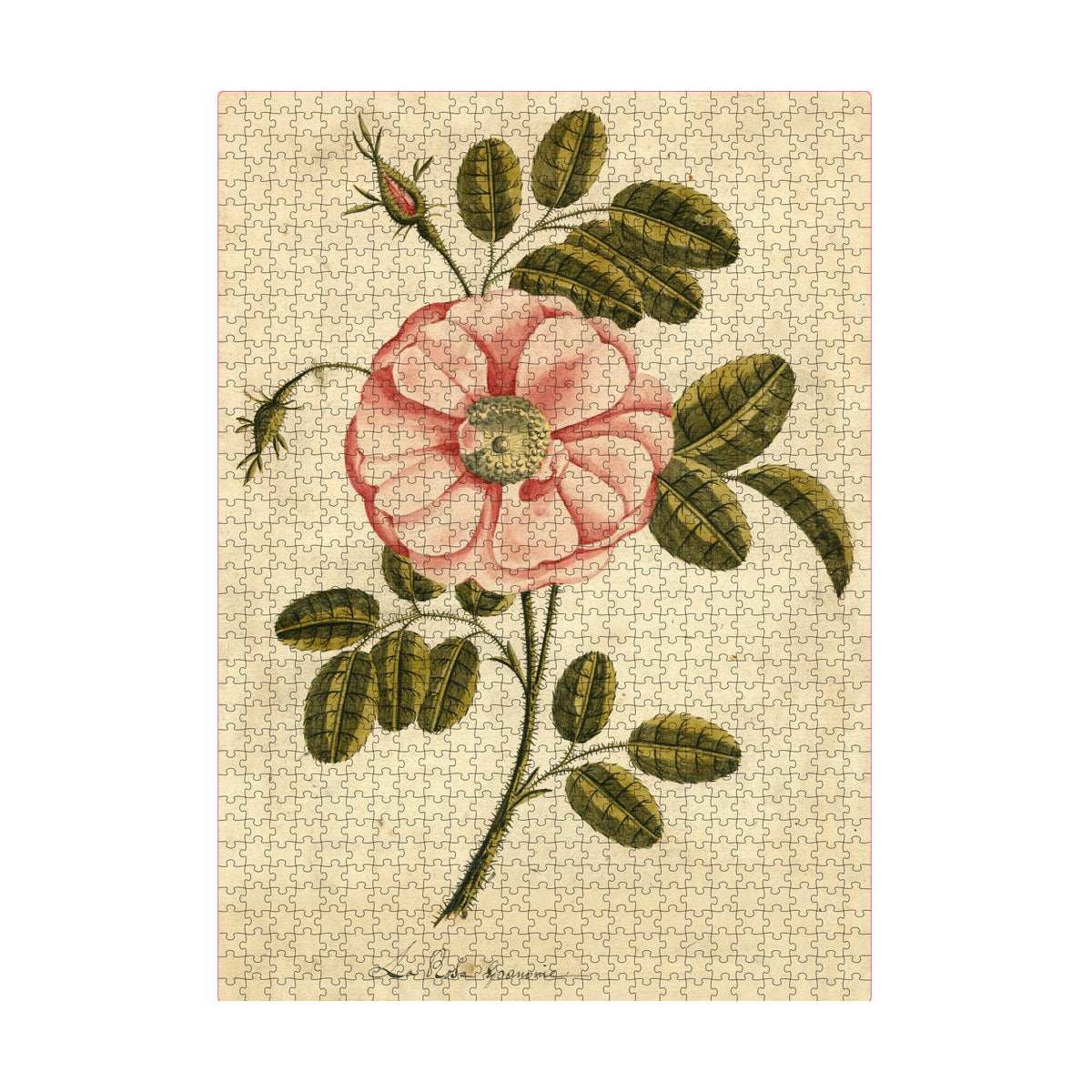 Garden Rose Puzzle